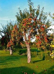 L'Ami des Jardins 1175 ANCIENNES OU MODERNES ?