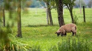 L'Ami des Jardins 1175 ROTOFIL, TONDEUSE OU MOUTON ?