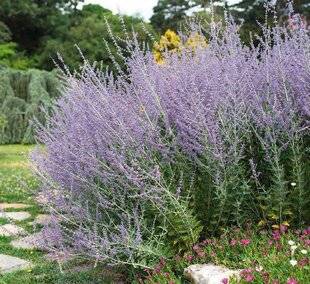 L'Ami des Jardins 1175 Anémophile
