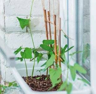 L'Ami des Jardins 1175 UN PARAVENT D'IPOMÉE