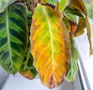 L'Ami des Jardins 1175 LES FEUILLES DE CALATHÉE ONT MAUVAISE MINE