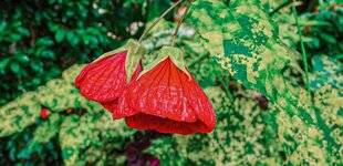 L'Ami des Jardins 1175 L'ABUTILON, EN FLEUR TOUT L'ÉTÉ