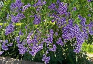L'Ami des Jardins 1175 Plante mystère