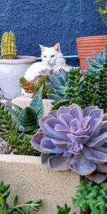 L'Ami des Jardins 1175 UN COIN EXOTIQUE