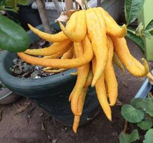 L'Ami des Jardins 1175 UN FRUIT D'EXCEPTION