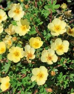L'Ami des Jardins 1175 POTENTILLE 'PRIMROSE BEAUTY'