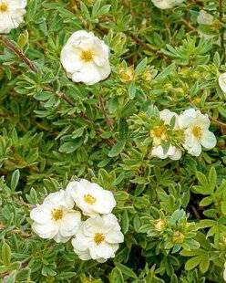 L'Ami des Jardins 1175 POTENTILLE 'DOUBLE PUNCH CREAM'