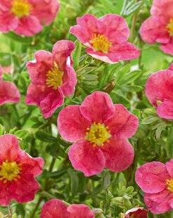 L'Ami des Jardins 1175 POTENTILLE 'DANNY BOY'