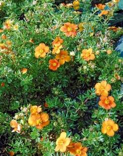 L'Ami des Jardins 1175 POTENTILLE 'HOPLEY'S ORANGE'