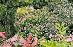 L'Ami des Jardins 1175 Jardin des Hayures (Pas-de-Calais)