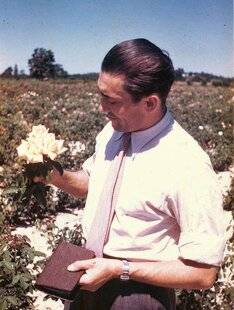 L'Ami des Jardins 1175 LA ROSE 'MME A. MEILLAND'