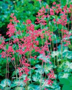 L'Ami des Jardins 1176 HEUCHÈRES : DES FLEURS TOUT AUSSI ATTRAYANTES !