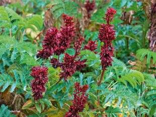 L'Ami des Jardins 1176 BELLE EXOTIQUE FACILE À MULTIPLIER