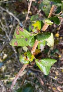 L'Ami des Jardins 1176 DES FEUILLES TACHÉES SUR LE COGNASSIER À FLEURS