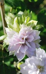 L'Ami des Jardins 1176 Double