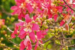 L'Ami des Jardins 1176 Beauté… piquante