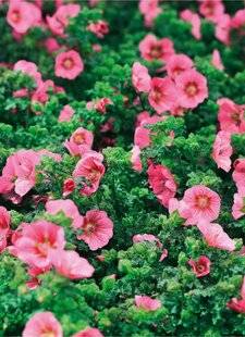 L'Ami des Jardins 1176 UNE PLANTE ADAPTÉE AU CHAUD ET AU SEC