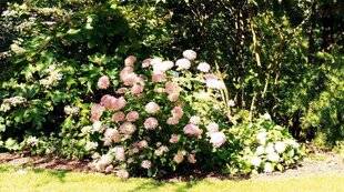 L'Ami des Jardins 1176 COUP DE CHAUD