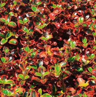 L'Ami des Jardins 1176 UN COPROSMA KALÉIDOSCOPE