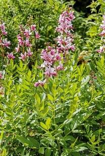 L'Ami des Jardins 1176 UN BUISSON TRÈS ODORANT