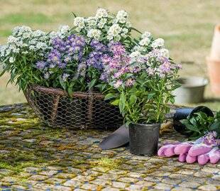 L'Ami des Jardins 1176 BIEN GÉRER LES POTÉES DE VIVACES