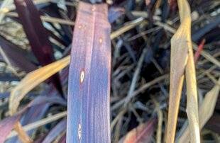 L'Ami des Jardins 1176 DES FEUILLES ENDOMMAGÉES SUR LE PHORMIUM