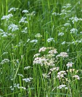 L'Ami des Jardins 1176 3 800