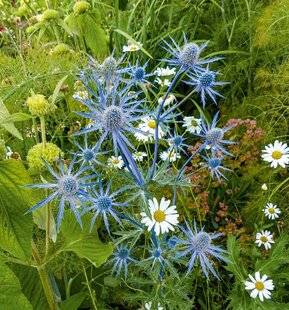 L'Ami des Jardins 1176 UNE TRÈS LONGUE FLORAISON BLEUE