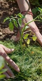 L'Ami des Jardins 1176 PAILLER EN ÉVITANT LA FAIM D'AZOTE