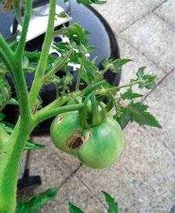L'Ami des Jardins 1176 SE DÉBARASSER DES NOCTUELLES SUR LES TOMATES