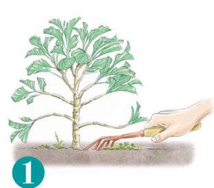 L'Ami des Jardins 1176 MULTIPLIER LE CHOU DAUBENTON