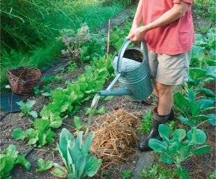 L'Ami des Jardins 1176 ADAPTER L'ARROSAGE À LA NATURE DE VOTRE SOL