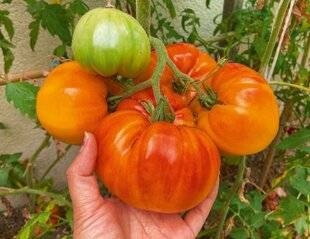 L'Ami des Jardins 1176 COMMENT TAILLER LES TOMATES ?