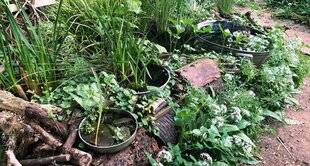 L'Ami des Jardins 1176 UN PETIT, UN GRAND BASSIN… OU PLUSIEURS ?