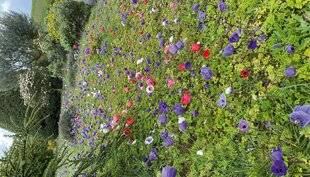 L'Ami des Jardins 1176 UN TAPIS FLEURI