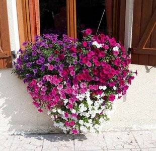 L'Ami des Jardins 1176 FLORAISON EN CŒUR