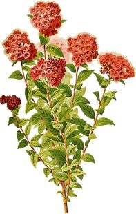 L'Ami des Jardins 1176 N'OUBLIEZ PAS LES SPIRÉES !