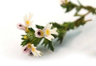 L'Ami des Jardins 1176 L'EUPHRAISE, c'est bon pour les yeux !