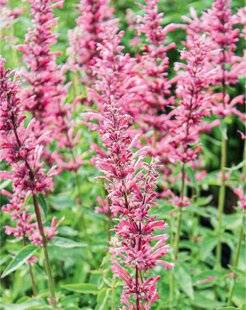 L'Ami des Jardins 1176 AGASTACHE 'RED FORTUNE'