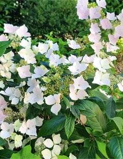 L'Ami des Jardins 1176 De très belles nouveautés