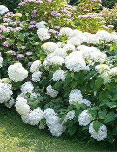 L'Ami des Jardins 1176 Des valeurs hypersûres