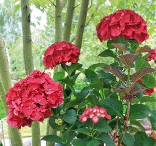 L'Ami des Jardins 1176 Les originaux