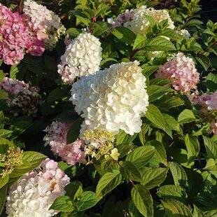 L'Ami des Jardins 1176 H. PANICULATA