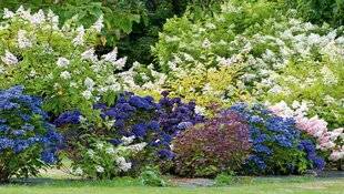 L'Ami des Jardins 1176 TESTEZ VOS CONNAISSANCES