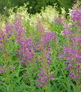 L'Ami des Jardins 1176 À CHAQUE RÉGION SON CLIMAT