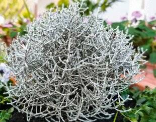 L'Ami des Jardins 1176 L'ÉTRANGE PLANTE FIL-DE-FER