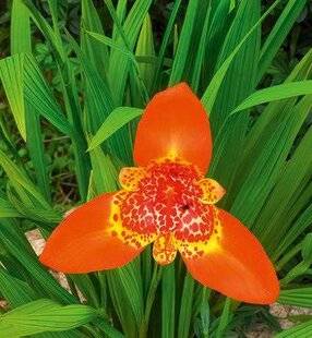 L'Ami des Jardins 1176 67