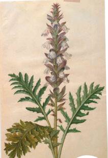 L'Ami des Jardins 1176 L'ACANTHE