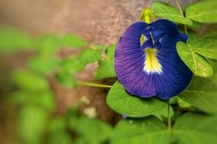 L'Ami des Jardins 1177 La fleur du thé bleu