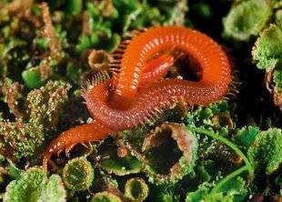 L'Ami des Jardins 1177 Mille-pattes et perles vont-ils disparaître ?